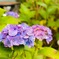 紫陽花