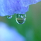 花しずく・花しょうぶ