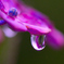 花しずく・紫陽花