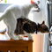 愛猫1