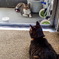 愛猫5