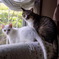 愛猫6