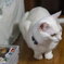 愛猫8