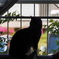 愛猫9