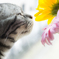 斜め構図の猫と花