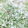 baby's breath