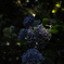 紫陽花-1