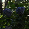 紫陽花-2