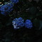 紫陽花-3