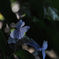 紫陽花-6