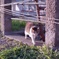 野良猫