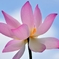 華　心