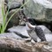 ヤマセミ お食事(^.^)