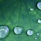雨のビー玉