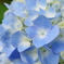 あおじさい