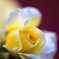 薔薇
