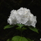 雨上がりの白花