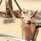 ぱくり