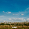 Florida Landscape