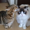 ないしょのはなし