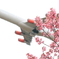 河津桜