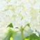 雪帽子