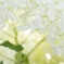 雪帽子Ⅱ