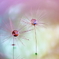 In a dream…