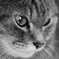 un chat 　～　2