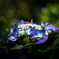 lacecap hydrangeas