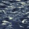 流動