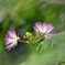 合歓の花