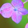 紫陽花とクモ