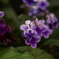 dsc03195