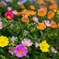 Color Of Summer