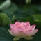 神秘なる華