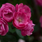 薔薇