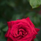 薔薇