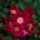 薔薇