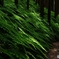 八曽山 　ウラジロの森