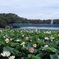 長居植物園蓮池から