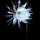 月下美人の花