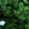 Last Hydrangea 