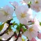 桜1