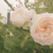 儚くも美しい薔薇