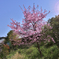 いつかの桜