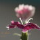 また開花