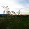 郡山の夕暮れ1
