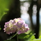 紫陽花も暑そう…