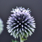 花火っぽい？